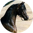 Argenta Horse